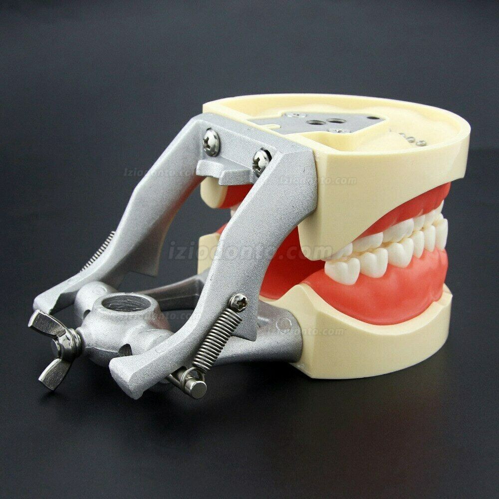 Modelo de Simulação Odontológica Modelo de Dente de Resina Compatível com Kilgore Nissin 200